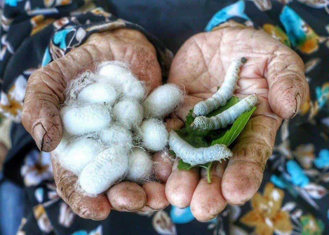 تصویر شاخص